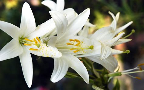 White Lily Flowers Wallpaper 2560x1600 23721