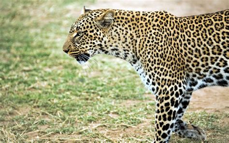 Top 8 Kenya Safari Animals And Where To See Them Kenya Geographic