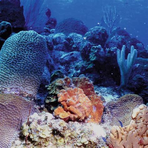 Pdf Reefs Of The Turks And Caicos Islands