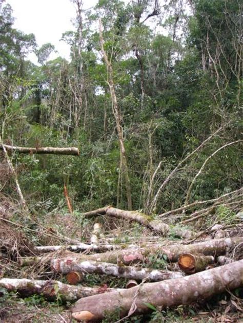 Tropical Forests Affected By Habitat Fragmentation Store
