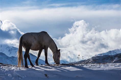 Download Horse In Winter Royalty Free Stock Photo And Image