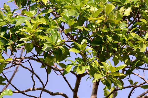 Ficus Moraceae