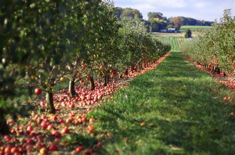 The Meaning And Symbolism Of The Word Orchard