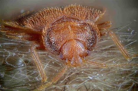 Common Bugs Mistaken For Bed Bugs