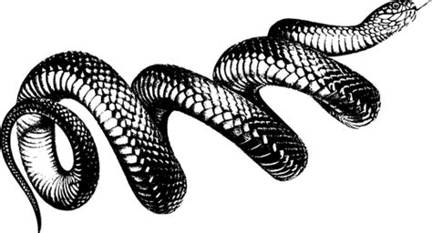 Coiled Snake Vector At Vectorified Collection Of Coiled Snake Vector Free For Personal Use