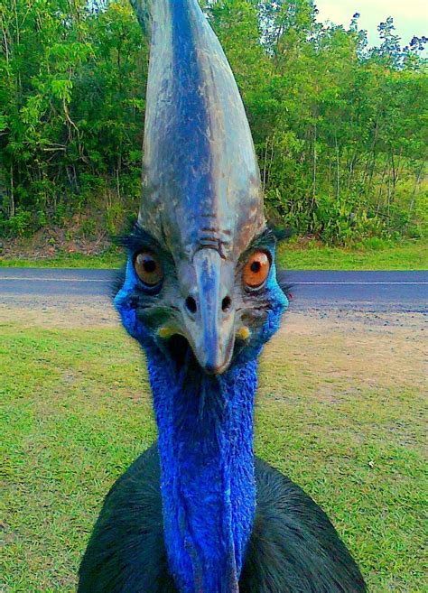 This Is The Cassowary The Second Largest Bird In The World It Lays