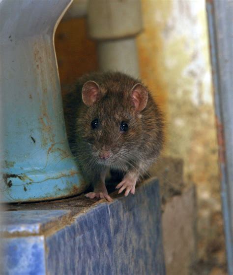 Als u muizen overdag opmerkt, kan u haast met zekerheid stellen dat u een muizenplaag in huis hebt. Muizen - Tips en advies tegen muizen - Ongediertebestrijden.com