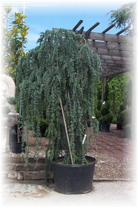 Plantfiles Pictures Weeping Blue Atlas Cedar Glauca Pendula Cedrus