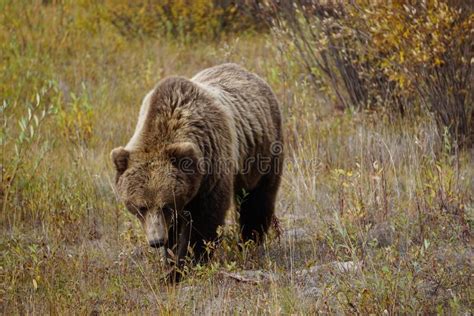 Brown Grizzly Bear In North America Stock Photo Image Of Eating
