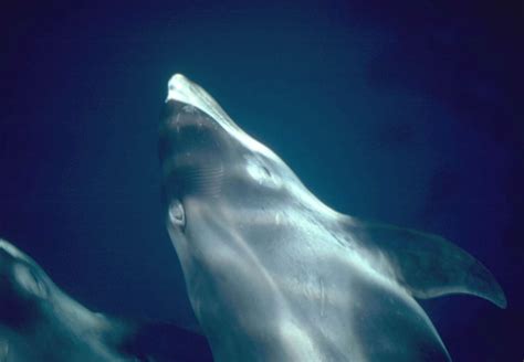 White Beaked Dolphin Whale And Dolphin Conservation Australia
