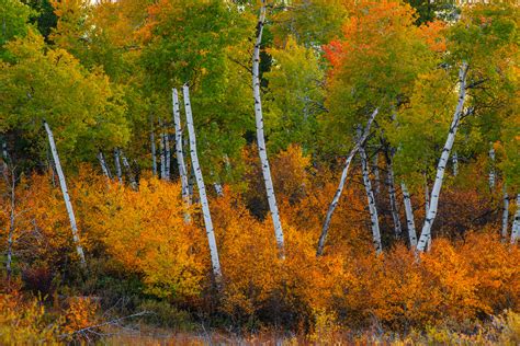 Grand Teton Aspen Trees Fall Color Fine Art Photo Print Photos By