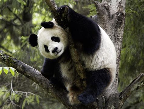 Osos Panda Fotos Características Y Oso Panda Gigante Animalesmascotas