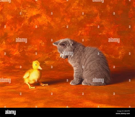 Kitten And Duckling Hi Res Stock Photography And Images Alamy