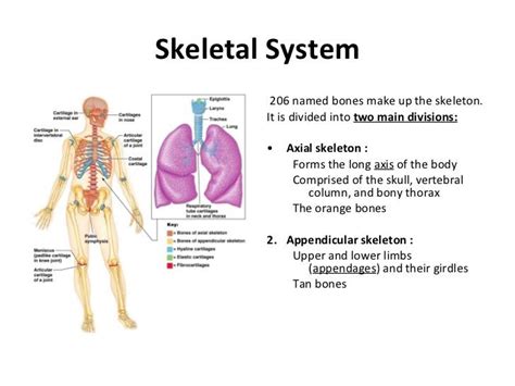 The Importance And Structure Of The Skeletal System In The Human Body Science Online