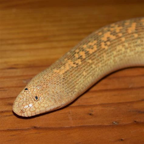 Arabian Sand Boa Is A Snake With The Funniest Face Ever