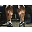31 Bodybuilders Having Big Calves  Body Building Craze