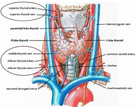 Thyroid Arteries Diagram Quizlet