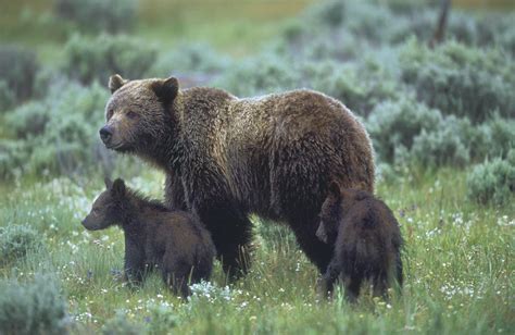 Yellowstone To Yukon Conservationist Advocates For Key Wildlife