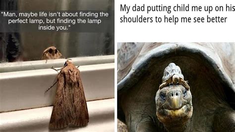 20 Wild Wholesome Animal Memes Know Your Meme