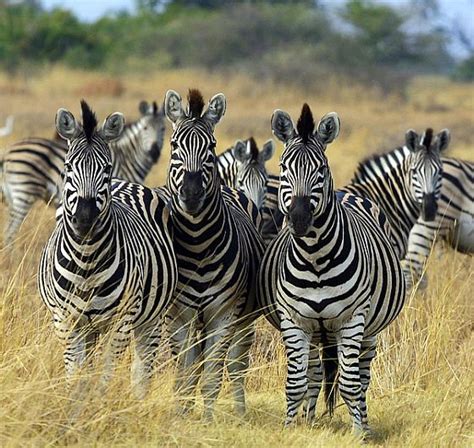 Waarom Heeft De Zebra Strepen Animals Today