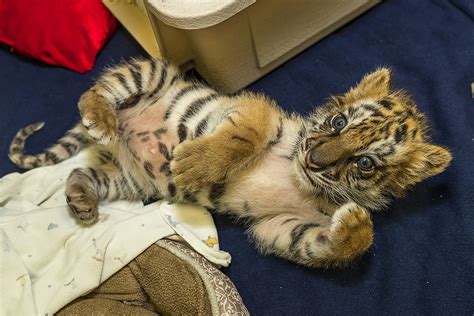 Confiscated Tiger Cub At San Diego Zoo Safari Park Flickr