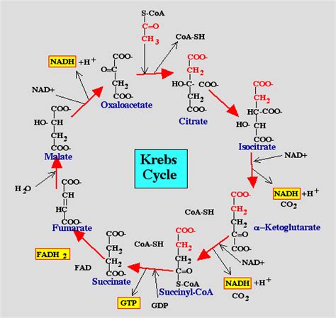 Mitochondria also store calcium for cell signaling activities, generate heat, and mediate cell growth and death. What is the function of a mitochondria in an animal's cell ...