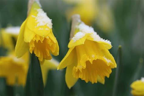 Daffodils In A Snow Stock Photos Pictures And Royalty Free Images Istock