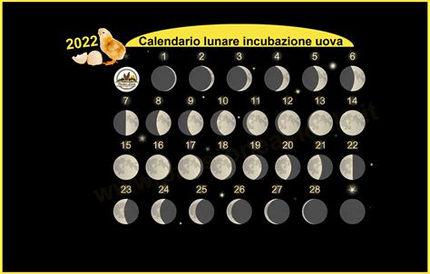 Calendario Lunare Incubazione Uova Avicoli 2022 Passione Avicola