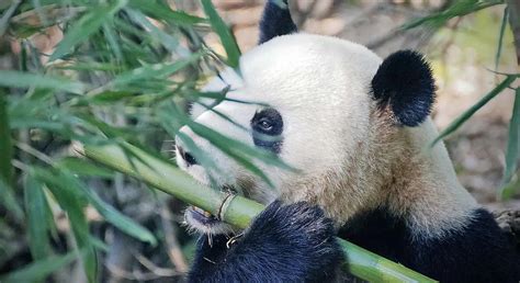 Why Do Pandas Only Eat Bamboo