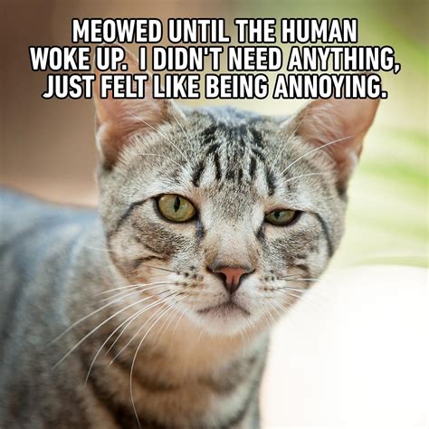 Cat Memes You Ll Laugh At Every Time Reader S Digest