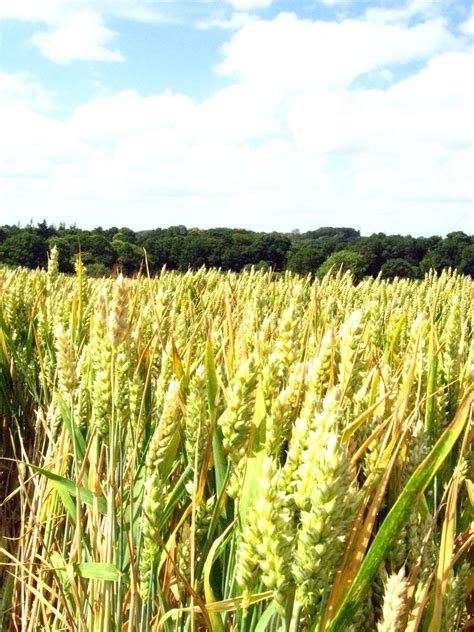 Corn Field Engleek Flickr