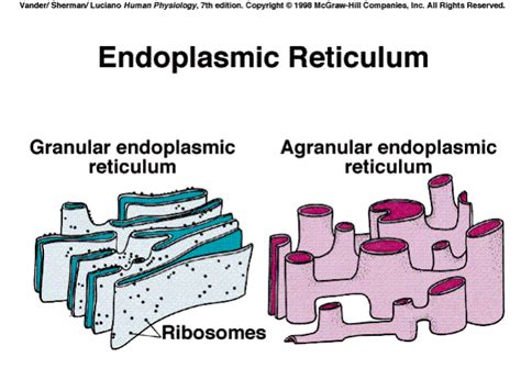 It also functions in carbohydrate and lipid synthesis. cellstructure / Endoplasmic Reticulum_3rd