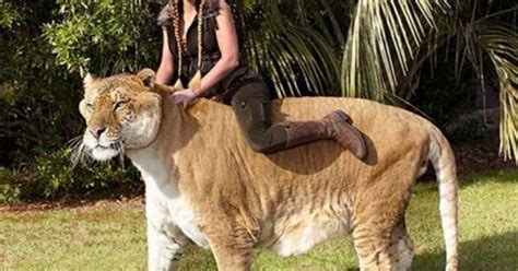 Oversized Pet Liger ‘hercules The Liger Stands 49 Inches Tall At The