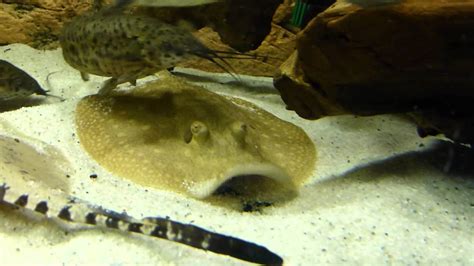 Hystrix Scobina Diskus Aquarium Stingray Eating And Swims Around