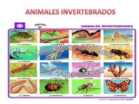Animales Invertebrados Ppt