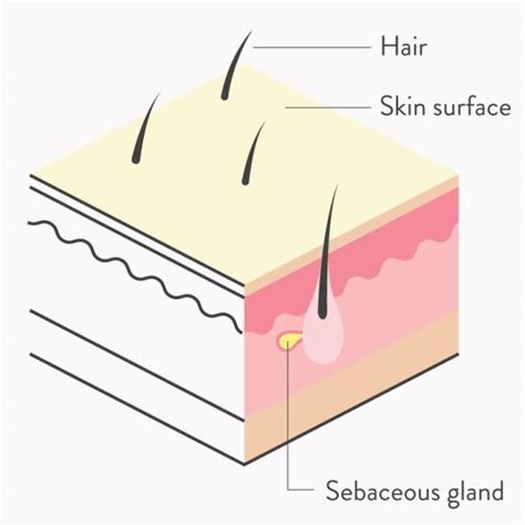 What Is Sebum Skin Oil Skinolab