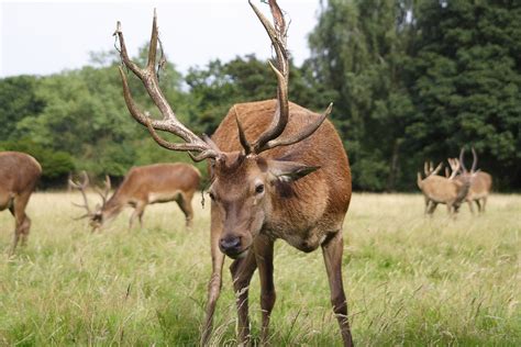 Best Time For Deer Watching In Richmond Park London 2024 Roveme