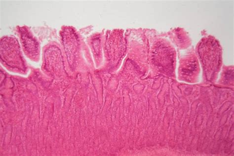 Ciliated Epithelial Cell Stock Photos Pictures And Royalty Free Images