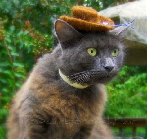 So Hats For Cats Actually Exists Gallery