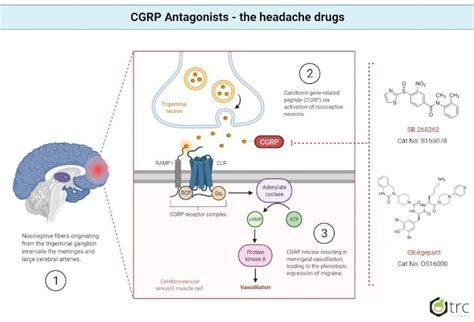 Cgrp Antagonists The Headache Drugs Lgc Standards