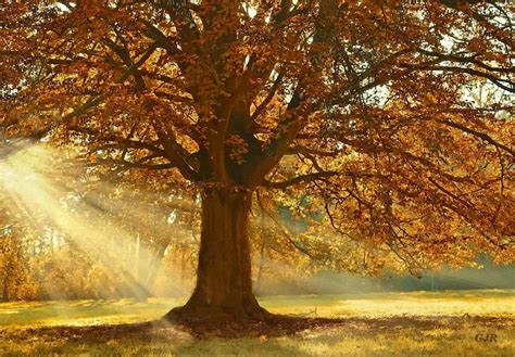 Autumn Tree Near Crescenthurst L A S Digital Art By Gert J Rheeders