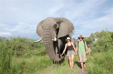 Elephant Back Safari Tour Deluxe Okavango Delta Botswana