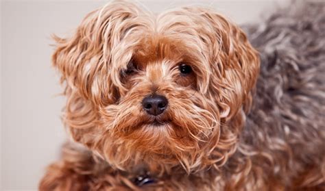 15 Pictures About Yorkie Poo Lifespan Pets Lovers
