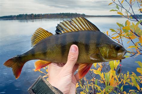 Tips for Lake Perch Fishing