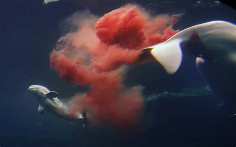 Vancouver Aquarium Beluga Whales Death Was Pneumonia