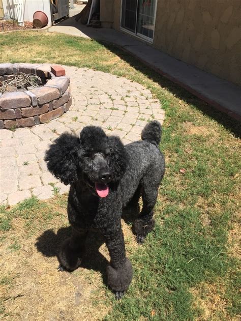 We did not find results for: Booker the Poodle — Booker got a haircut today and dude he ...