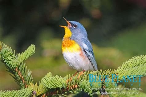 Beautiful Songbirds Of North American Forests Blue Planet Archive