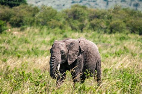 African Elephants Loxodonta Africana National Park Kenya Africa