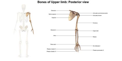 Bones Of The Upper Limb Posterior View Stock Photo Download Image Now