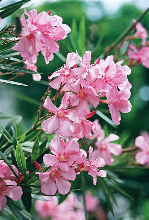 How To Plant And Grow Oleander